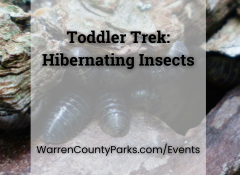 pillbugs hiding under log